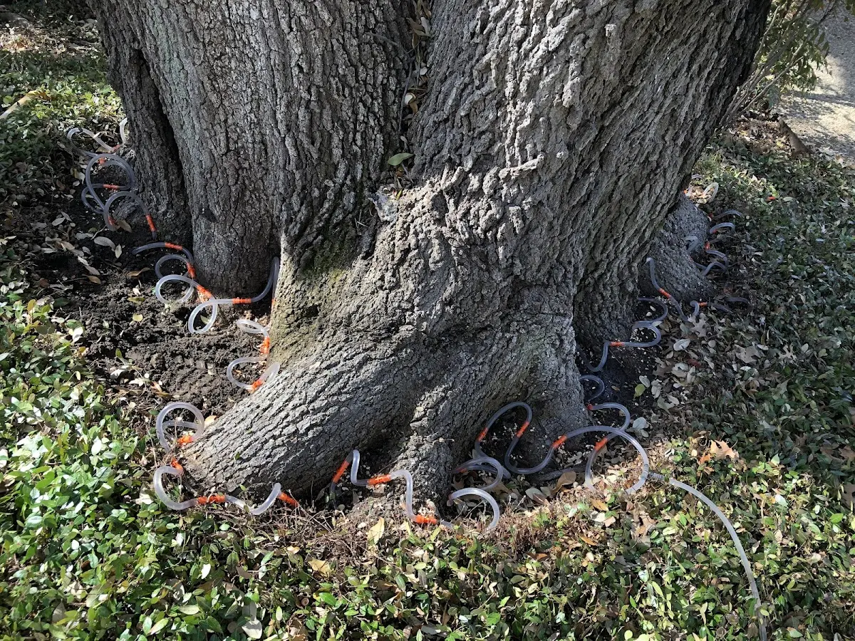 Detailed Tree Cabling and Bracing job site in Halls