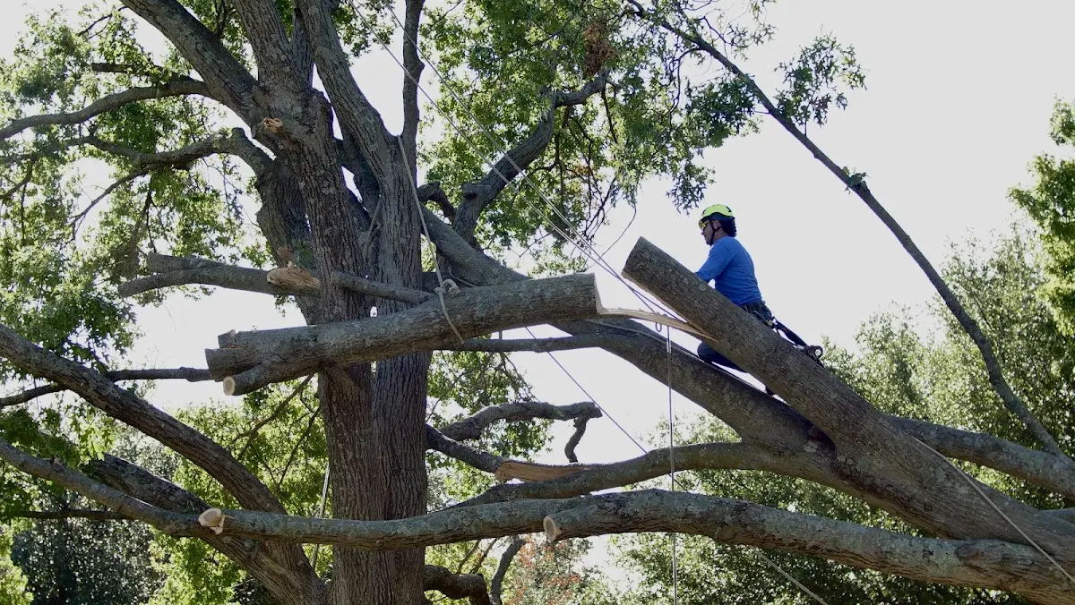Professional Hazardous Tree Removal performed by certified arborists in Halls